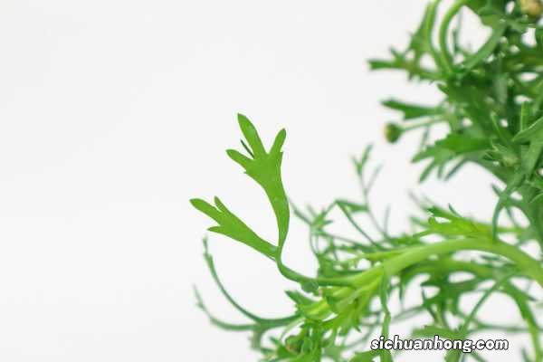 玛格丽特什么时候开花