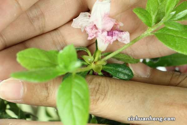 杜鹃叶子干枯、一碰就掉怎样缓解