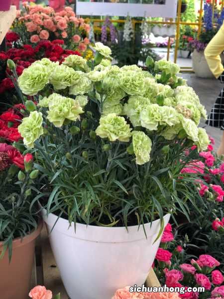 康乃馨什么时候开花