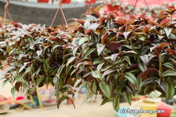 附扦插图解 吊竹梅插扦要不要晾根