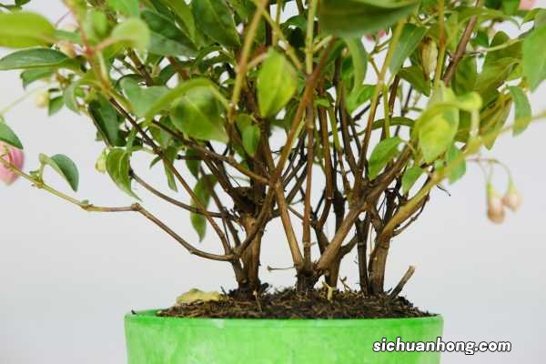 她养花5年，倒挂金钟1盆变10盆，夏天从来不死！