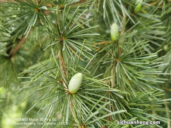 盆栽松树怎么养殖，如何上盆？