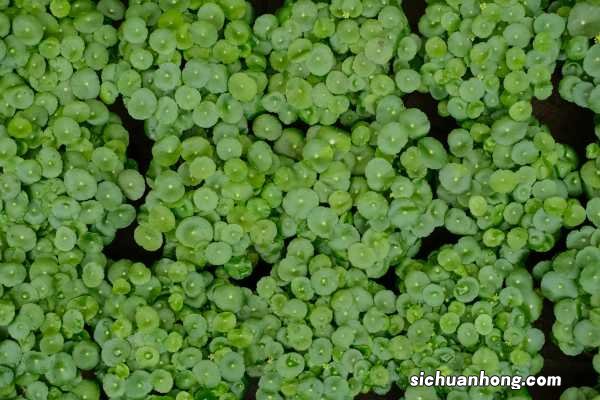 铜钱草怎么养爆盆,怎么养比较茂盛