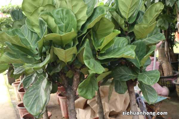 大琴叶榕的养殖方法