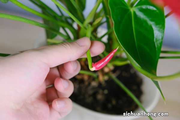 红掌怎样扦插，剪下的枝能扦插吗