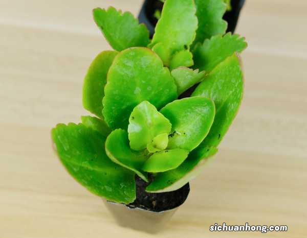 如何让长寿花多开花，长大长壮？