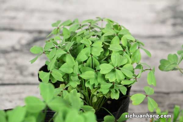 三角叶酢浆草的养殖方法和注意事项