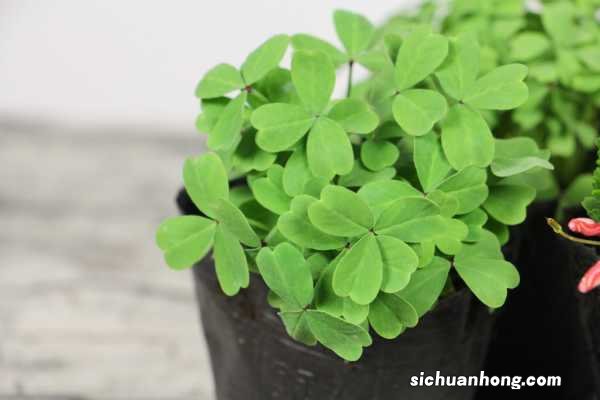 三角叶酢浆草的养殖方法和注意事项