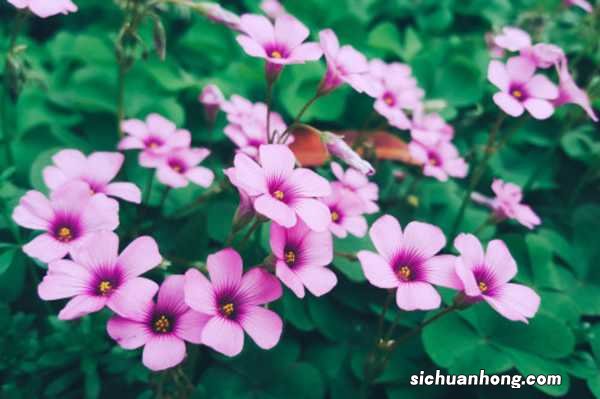 三角叶酢浆草的养殖方法和注意事项