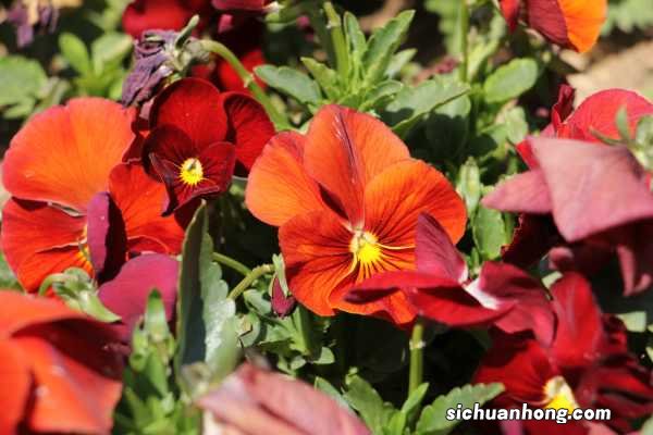 三色堇的养殖方法