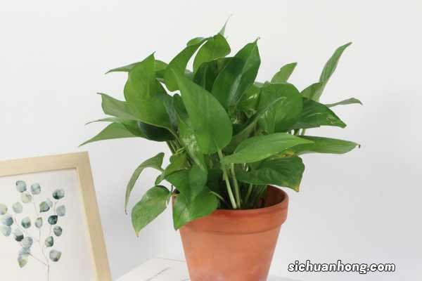 水培绿萝水里放淘米水好吗,能长得更旺盛吗,会烂根吗