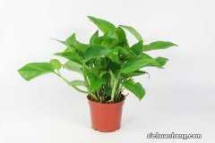 绿萝从土里移植到水养，要注意什么