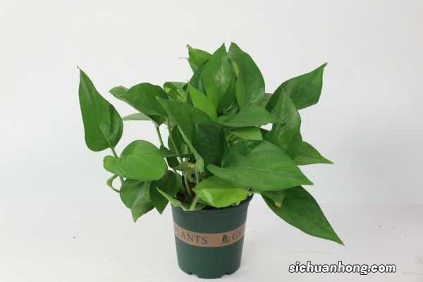 绿萝从土里移植到水养,要注意什么