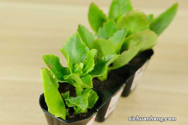 长寿花移栽后，叶子发软变薄怎么办？