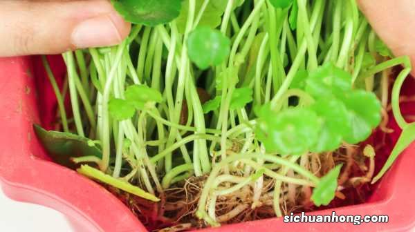 铜钱草多久浇一次水，可以中午浇水吗