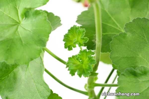 垂吊天竺葵怎么修剪,如何打顶,修剪时间是什么