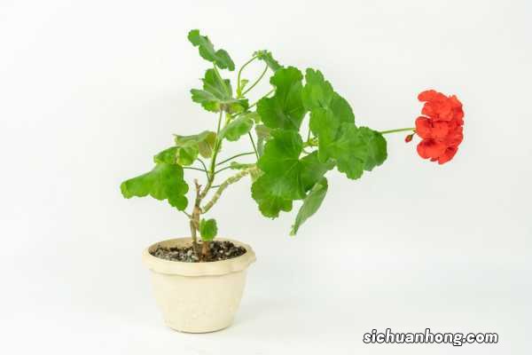 天竺葵夏天怎么养，能修剪吗