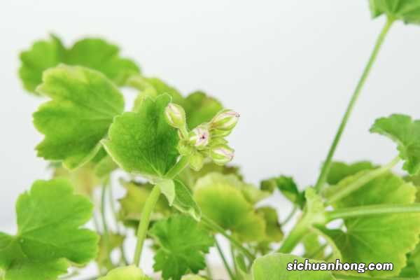 天竺葵什么时候剪枝 冬天可以剪枝吗