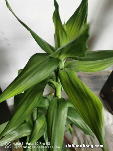 富贵竹可以栽到花盆里吗，土培要什么花盆