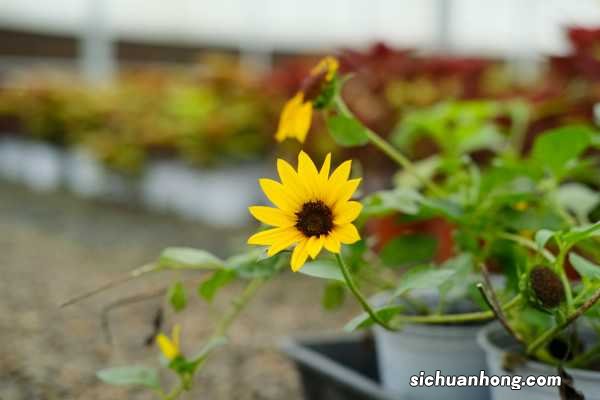 这花就是金盘子,越晒越能爆成海,满眼金灿灿!