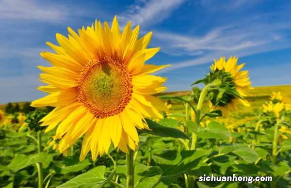 这花就是金盘子,越晒越能爆成海,满眼金灿灿!