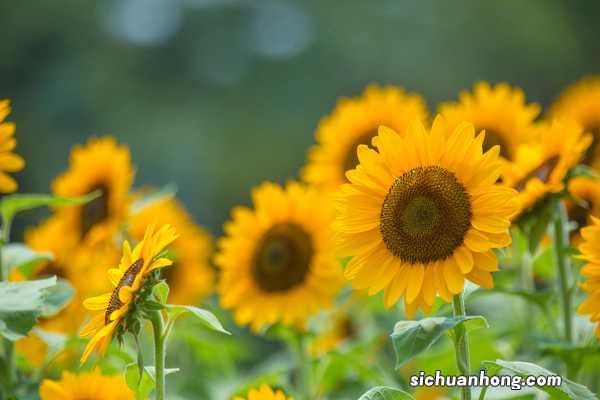 这花就是金盘子,越晒越能爆成海,满眼金灿灿!