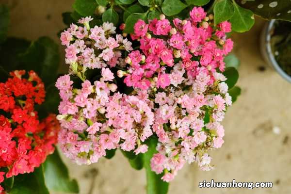 长寿花如何养，怎么才能爆盆？