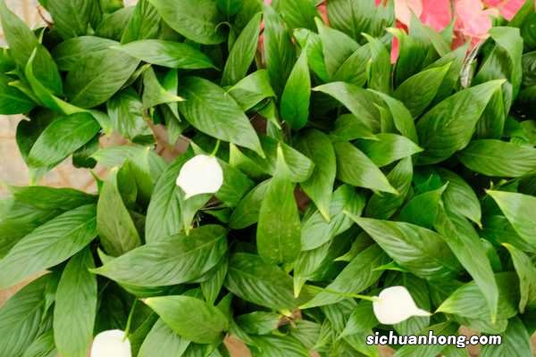 一帆风顺枯萎还能救吗，如何救活