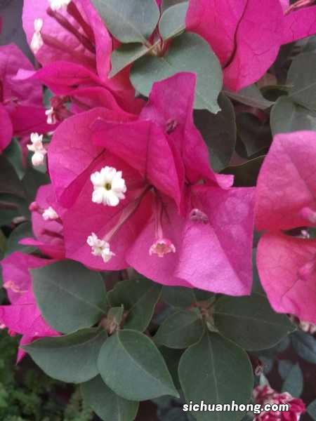 三角梅的养殖方法