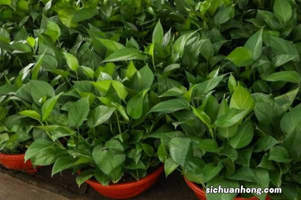 如何让绿萝快速生根一根叶子变成一盆