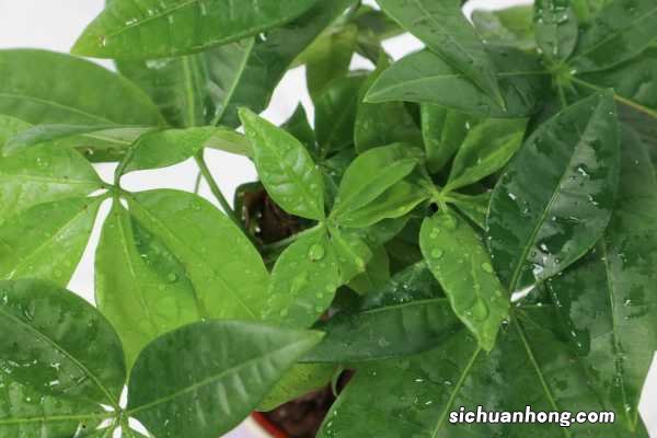 发财树为什么掉叶子,落叶怎么补救