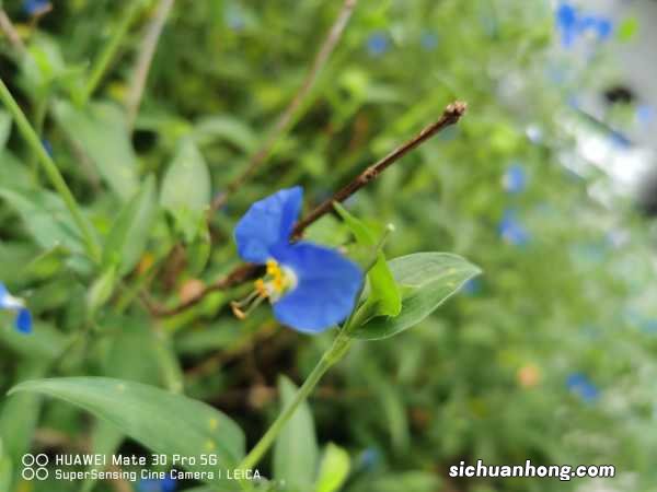 鸭跖草的养殖方法