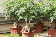 发财树叶子一碰就掉，掉光了还能活吗