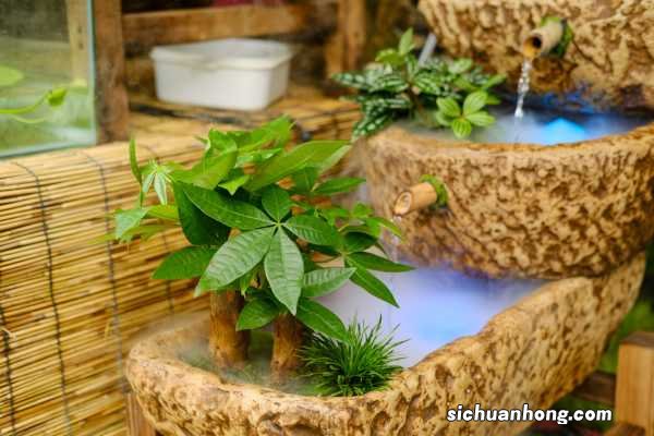 发财树叶子一碰就掉,掉光了还能活吗