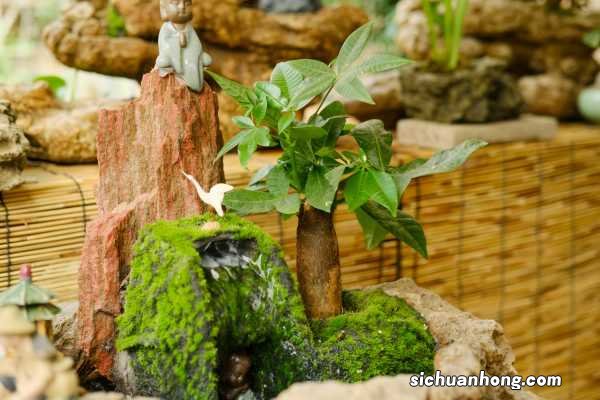 发财树叶子太多怎么剪，坏叶、老叶子要剪掉吗