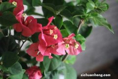 叶子花的养殖方法