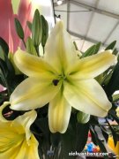 百合花一年能开几次花