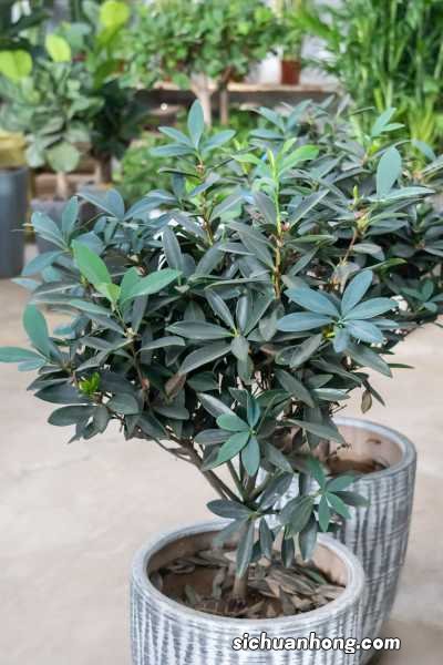 茶花一年开几次花