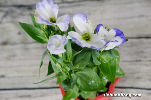 洋桔梗秋天怎么养