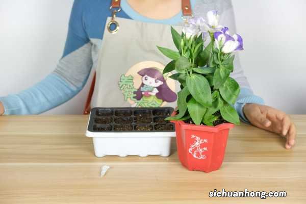 洋桔梗秋天怎么养