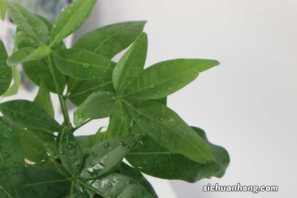 发财树只剩根还能活吗,烂根后重新生根方法