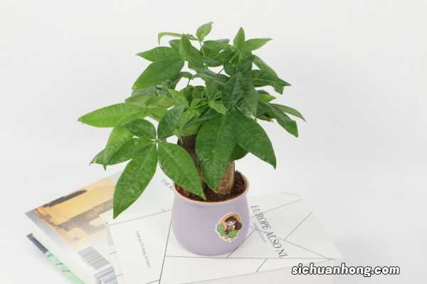 发财树只剩根还能活吗,烂根后重新生根方法