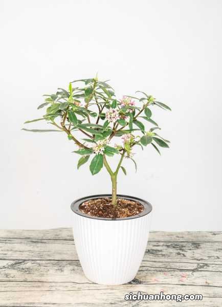 五出瑞香的养殖方法