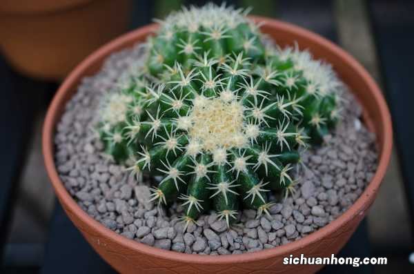 1个仙人球开40朵花,这些品种,你见都没见过!