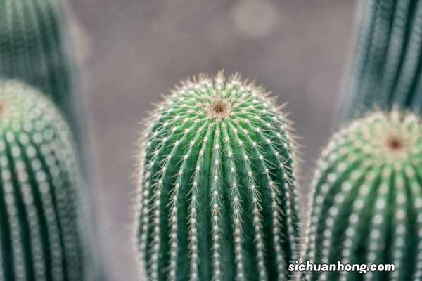 1个仙人球开40朵花,这些品种,你见都没见过!