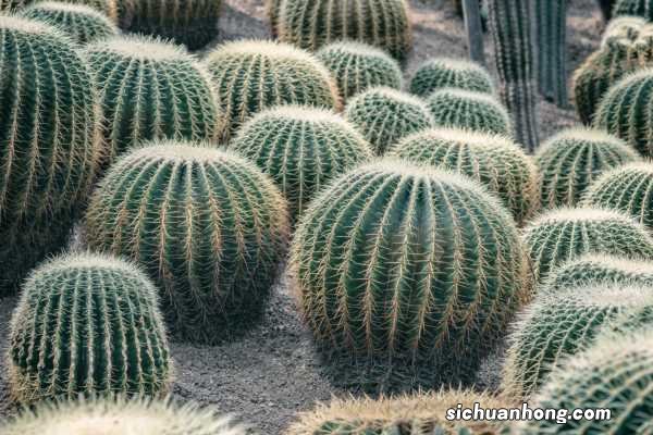 1个仙人球开40朵花,这些品种,你见都没见过!