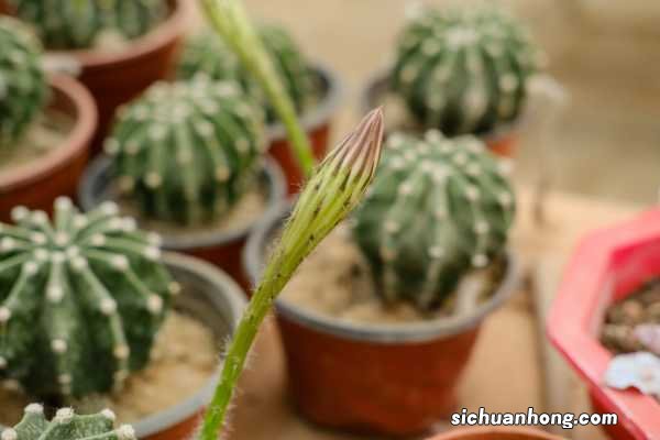 1个仙人球开40朵花,这些品种,你见都没见过!