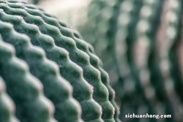 1个仙人球开40朵花,这些品种,你见都没见过!