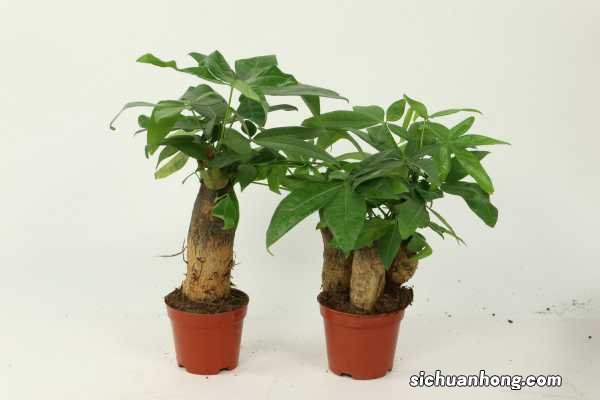 小发财树怎么养才茂盛,怎么浇水