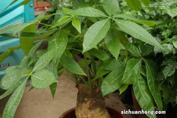 小发财树怎么养才茂盛,怎么浇水